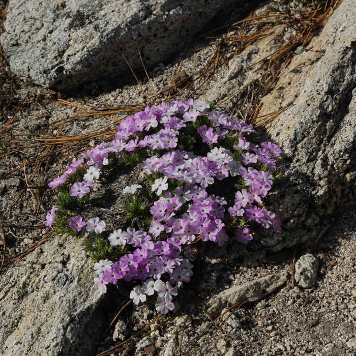 Beautiful wildflowers along North Dome Trail. Near North Dome Summit Trail