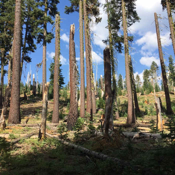 Near Pacific Crest Trail: California Section N