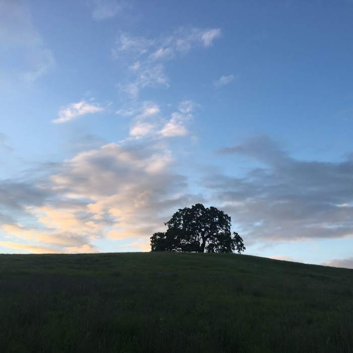 Near Arastradero Short Loop