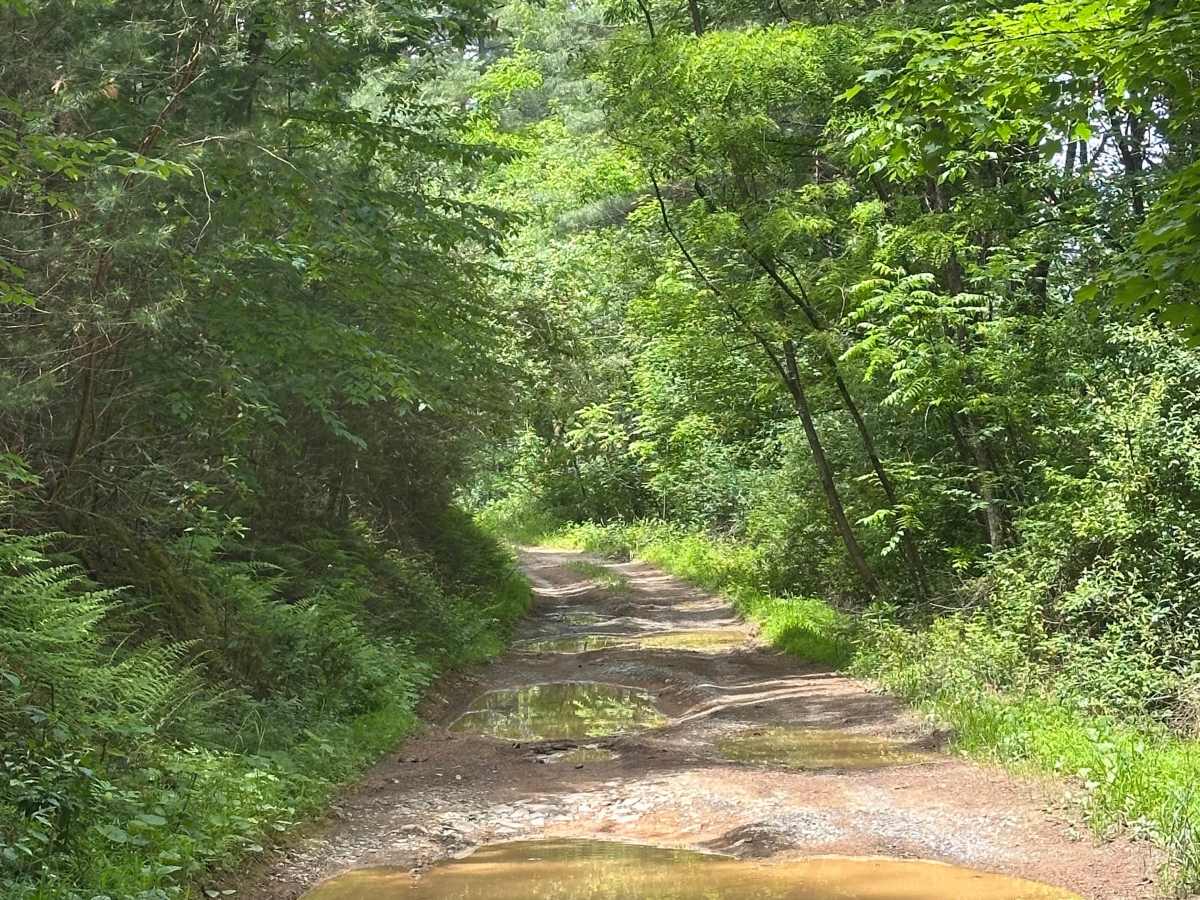 Waggy Run photo 6