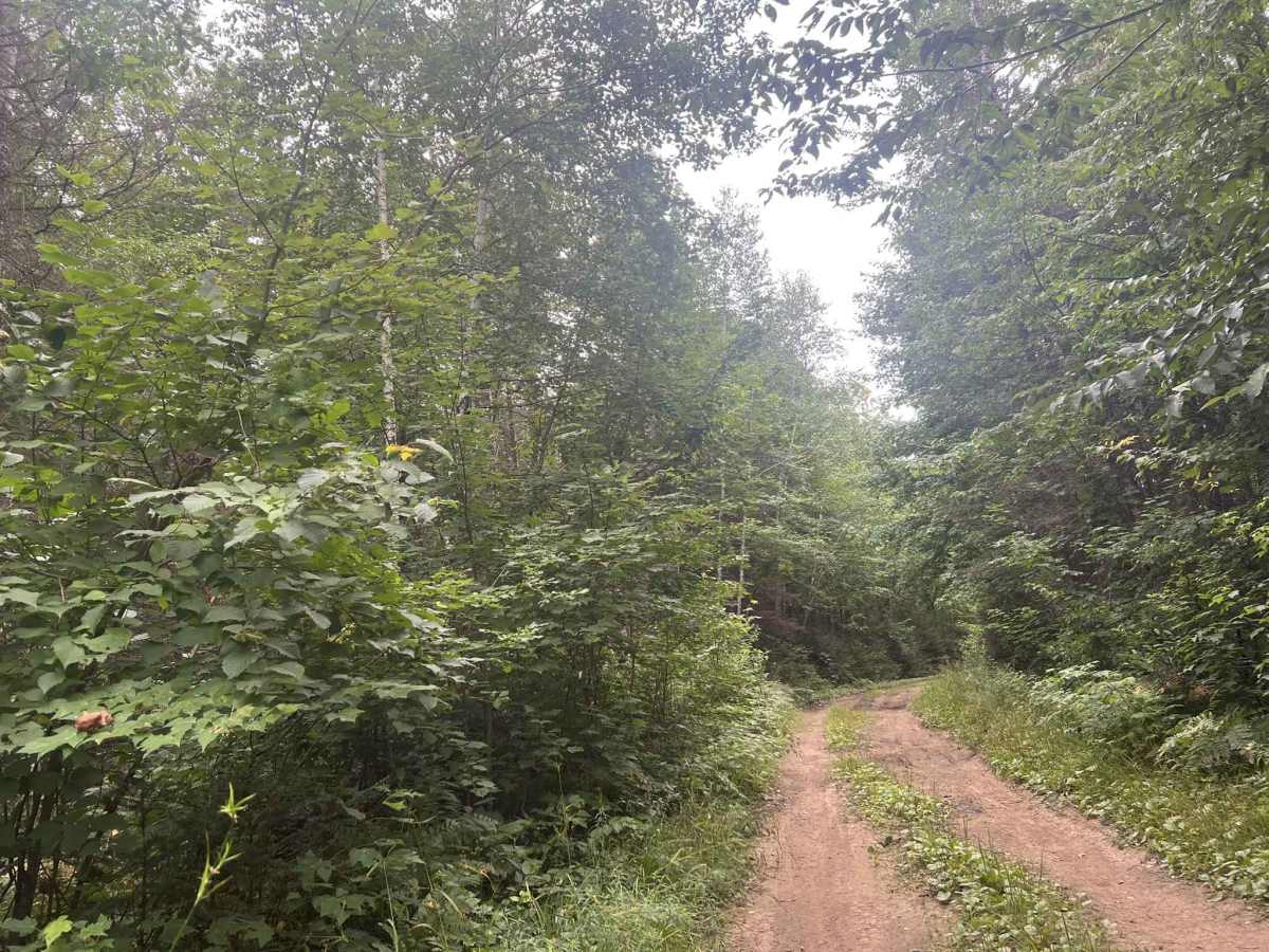Big Ridge Road - FS 2388 photo 2