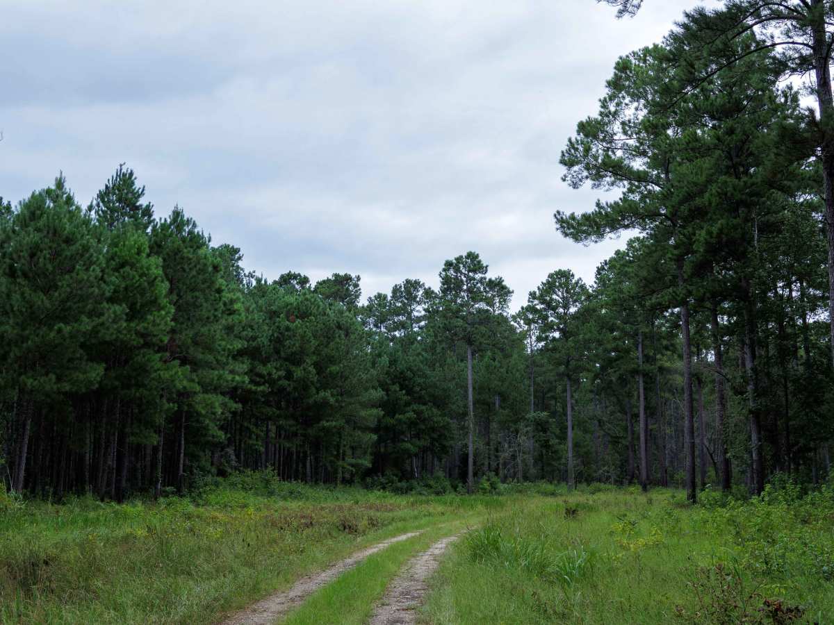 Clay Hill photo 6