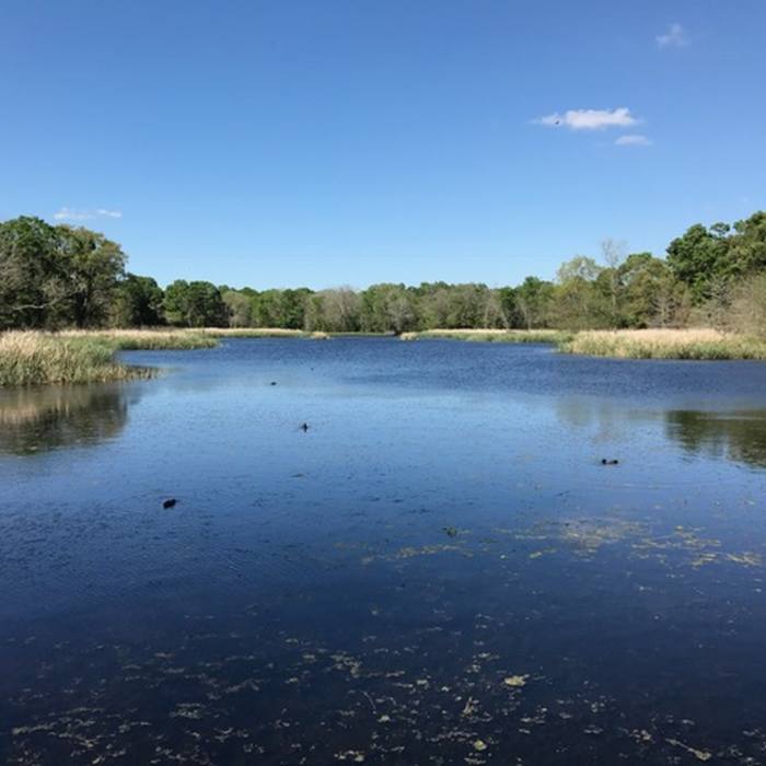 Creekfield Lake glimmers on a beautiful spring day. Near Creekfield Lake ADA Interpretive Trail