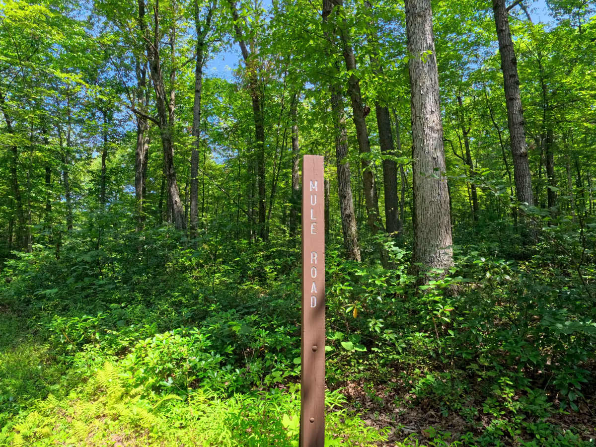 Mule Road photo 6