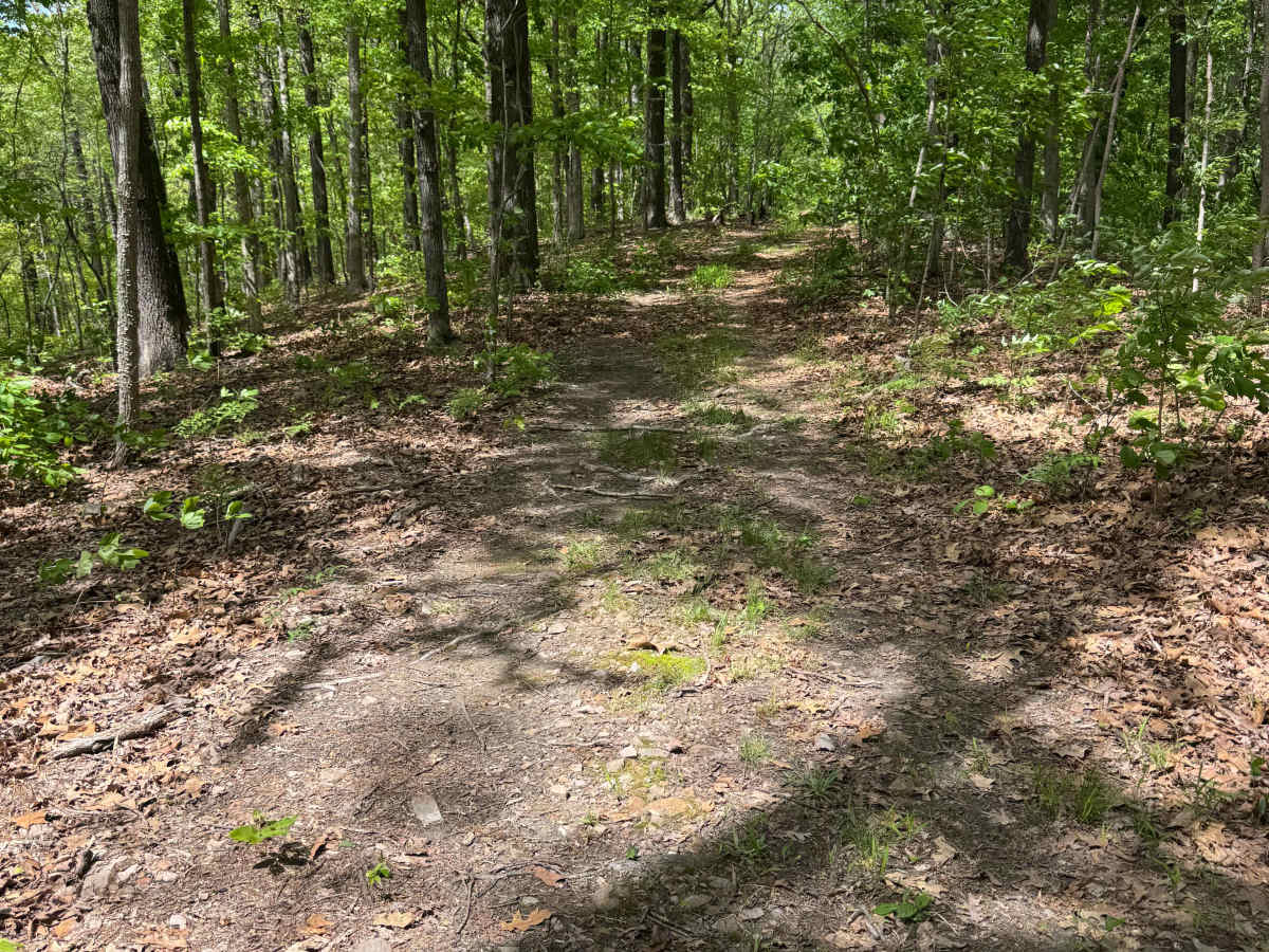Goose Ridge Trail photo 5