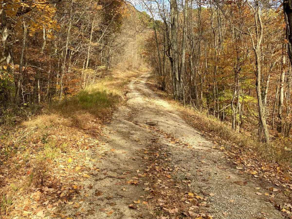 Gale Trail Road FSR 272 photo 2