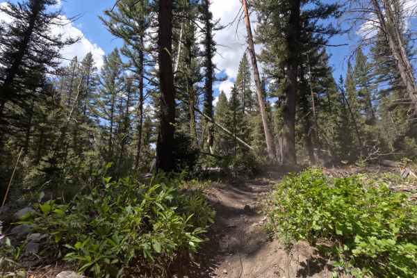 West Fork Big Smoky Creek - FS 7224