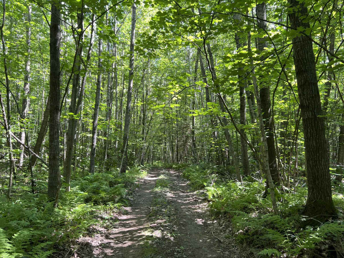 Forest County ATV/ SxS 8 Mile Loop Trail 6 photo 3