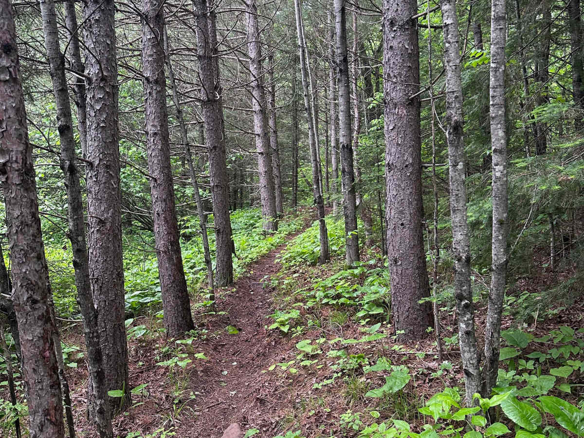 Alger Grade - Trail 12 photo 3
