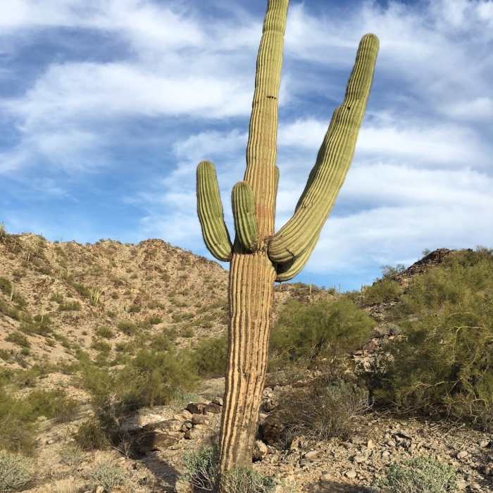 Near Estrella Foothills Loop