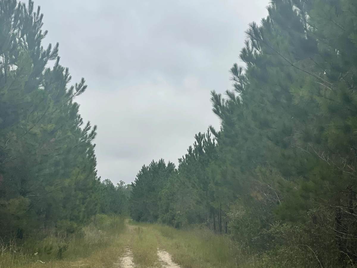 The Pines  photo 3