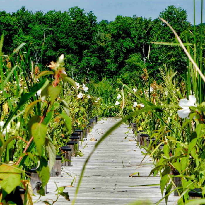 Glendening Walking Trails Aug 6, 2017 Near Orange Loop