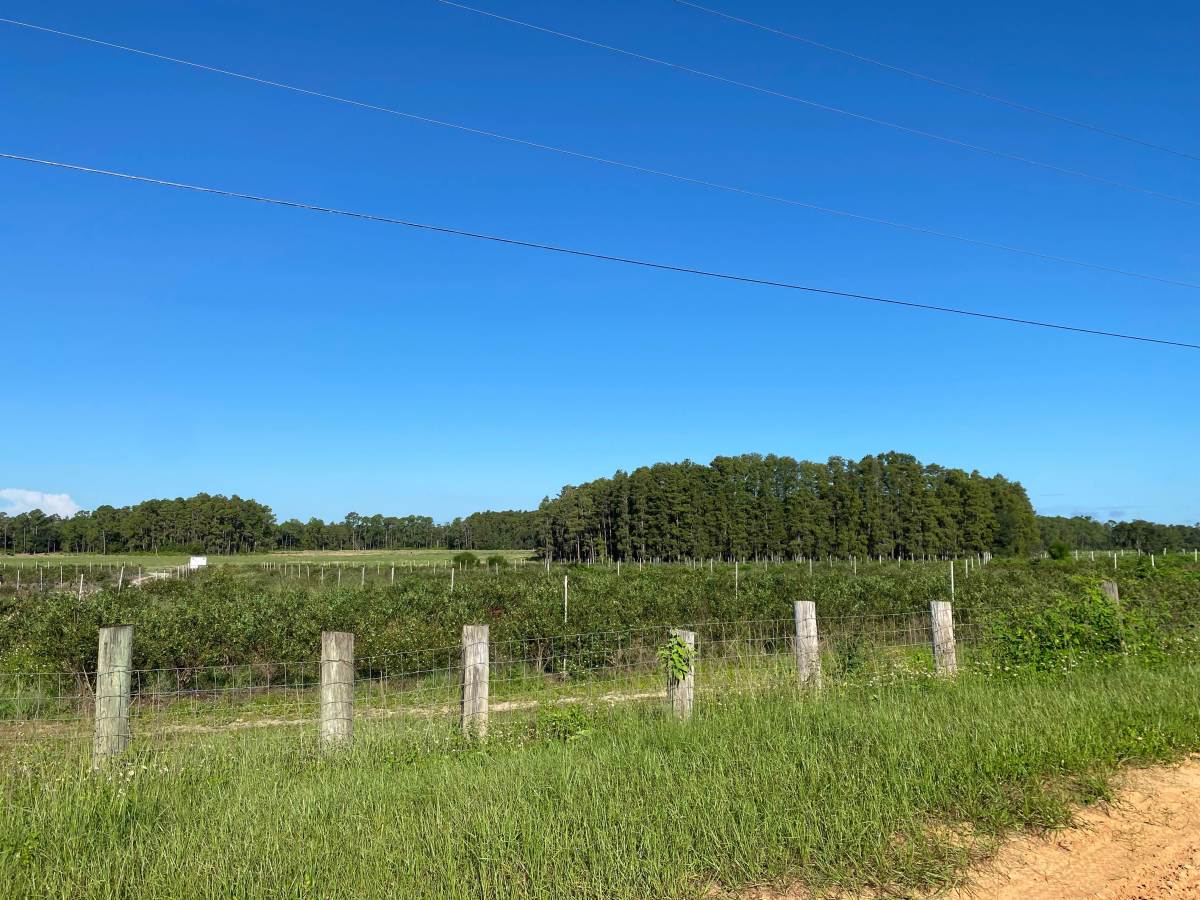 Green Swamp Road photo 5