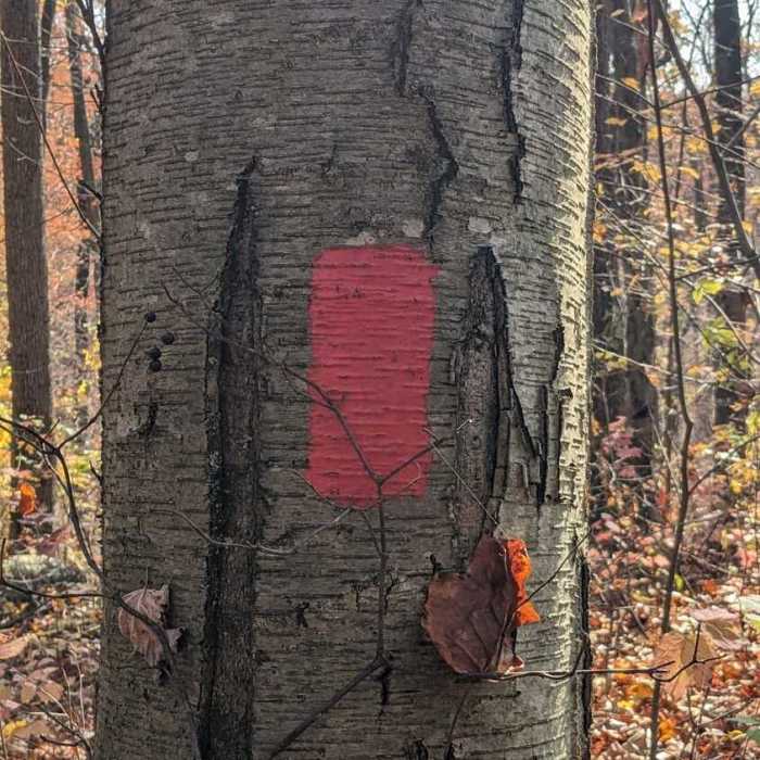 Near Chestnut Hill Loop