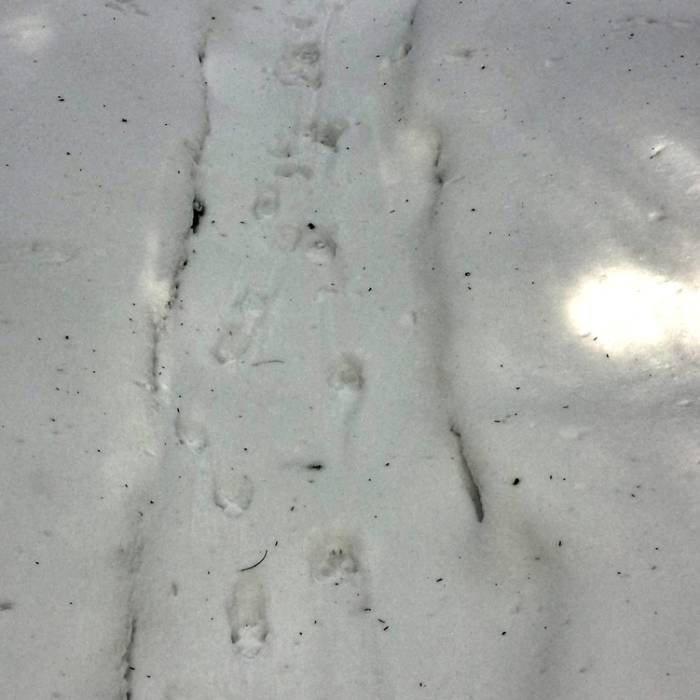 Following bobcat tracks to the pond. I wonder if I was being watched!! Near Trout Pond Trail