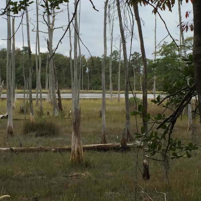 Near White Hill Lake Trail