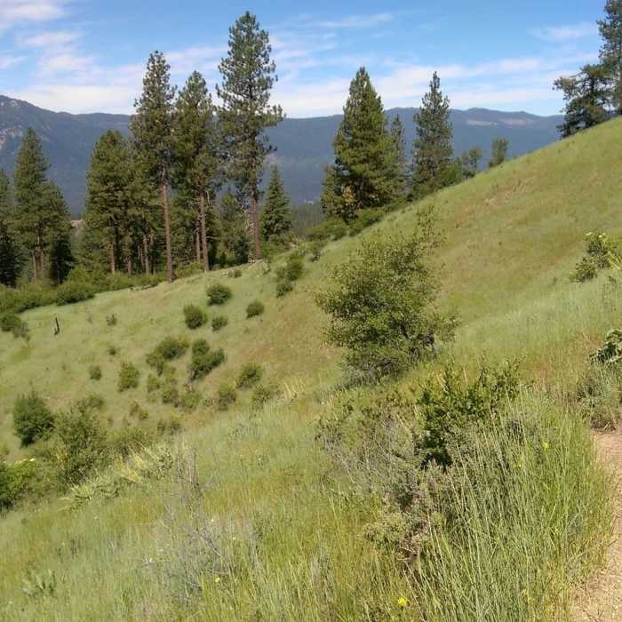 Near Airline Trail #038