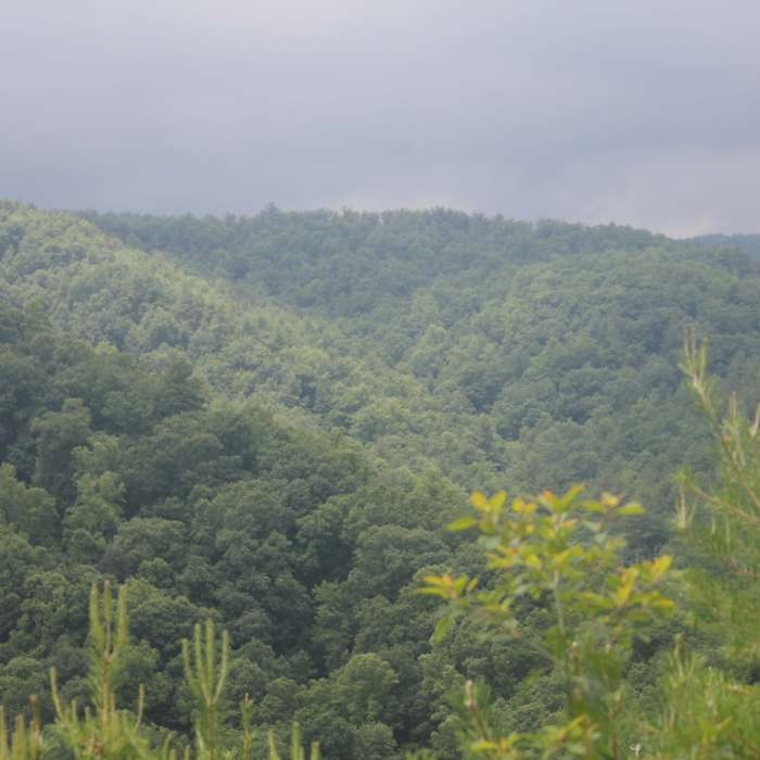 Near Chestnut Knob Trail
