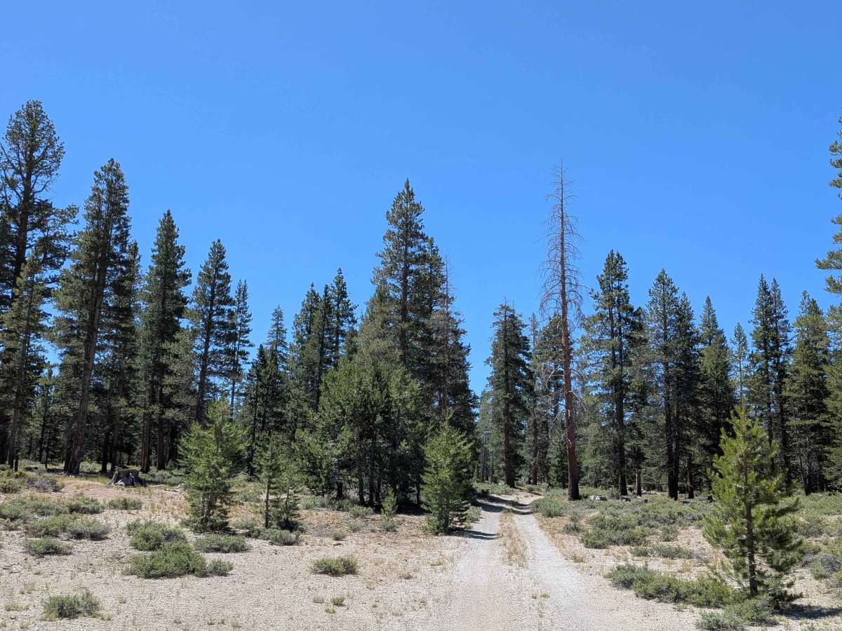 Forest Service Road 1S133 photo 5