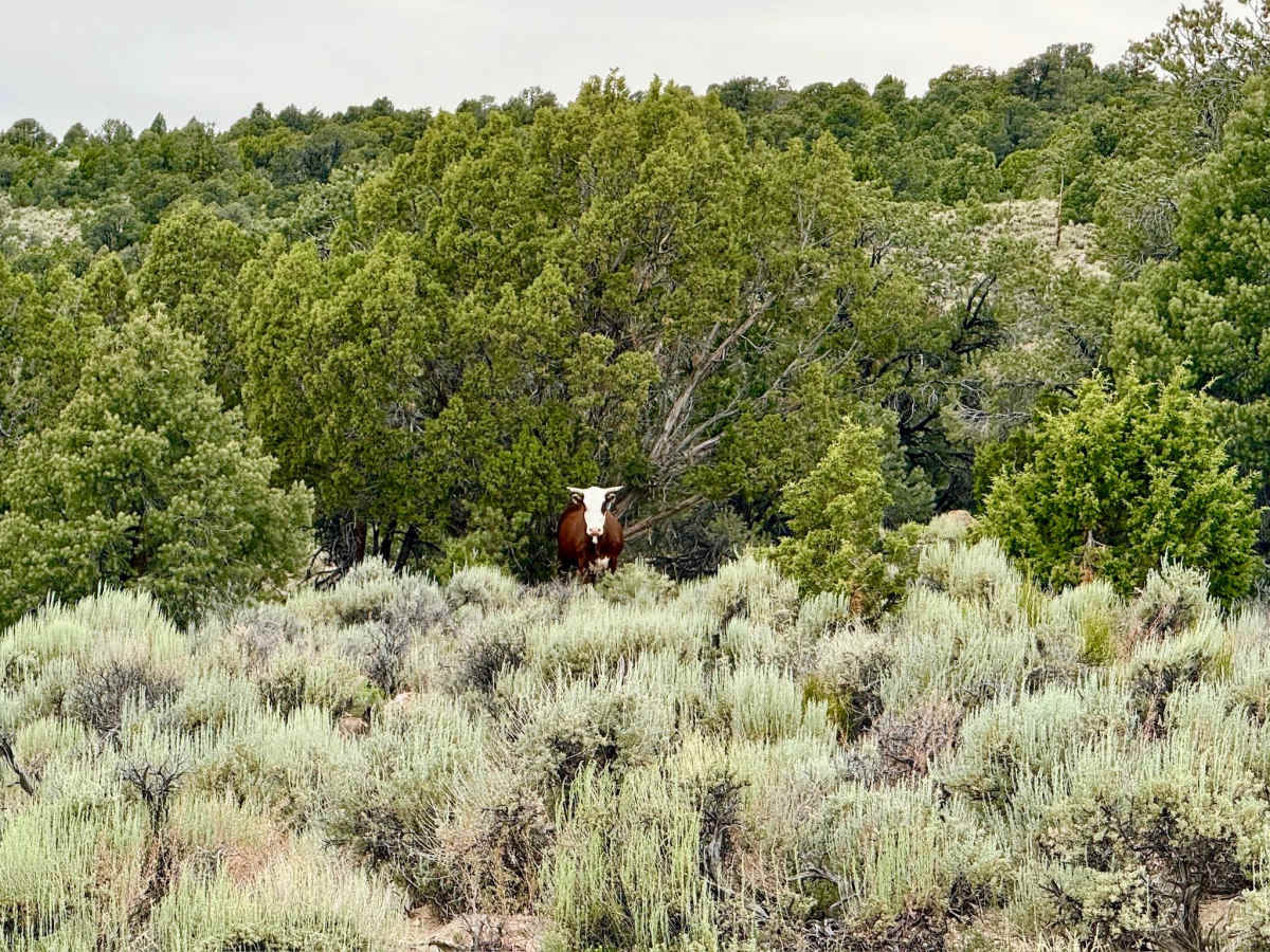 Wagon John’s Ranch - FS 44448 photo 3