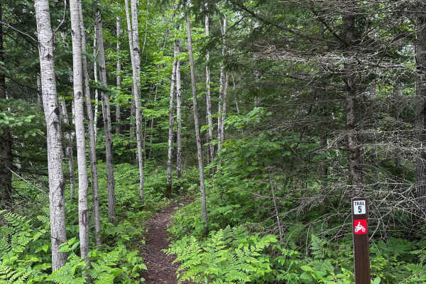 Alger Grade - Trail 5