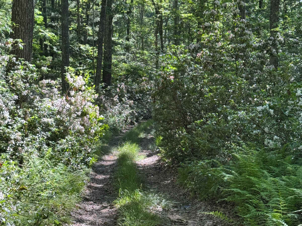 Francis Trail photo 5