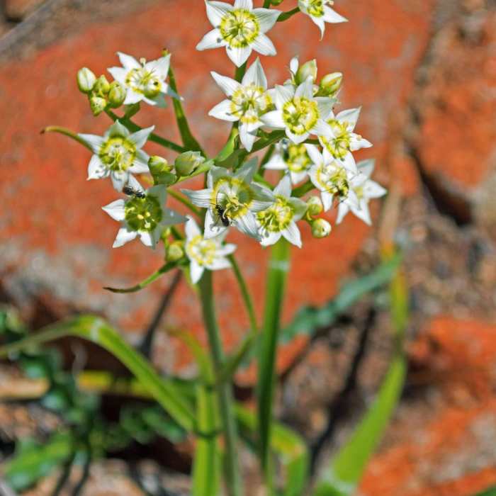 Near Horse Thief Loop + Historic Flume Trail