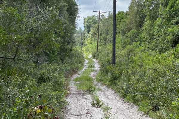 Ocala National Forest Road 19-14.8