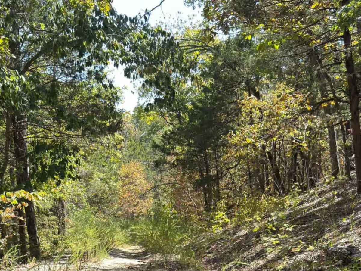 Baldknobber - FS 623 photo 3