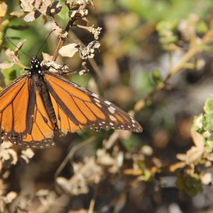 Near Headlands to Creamery Meadow Loop Near Headlands to Creamery Meadow Loop