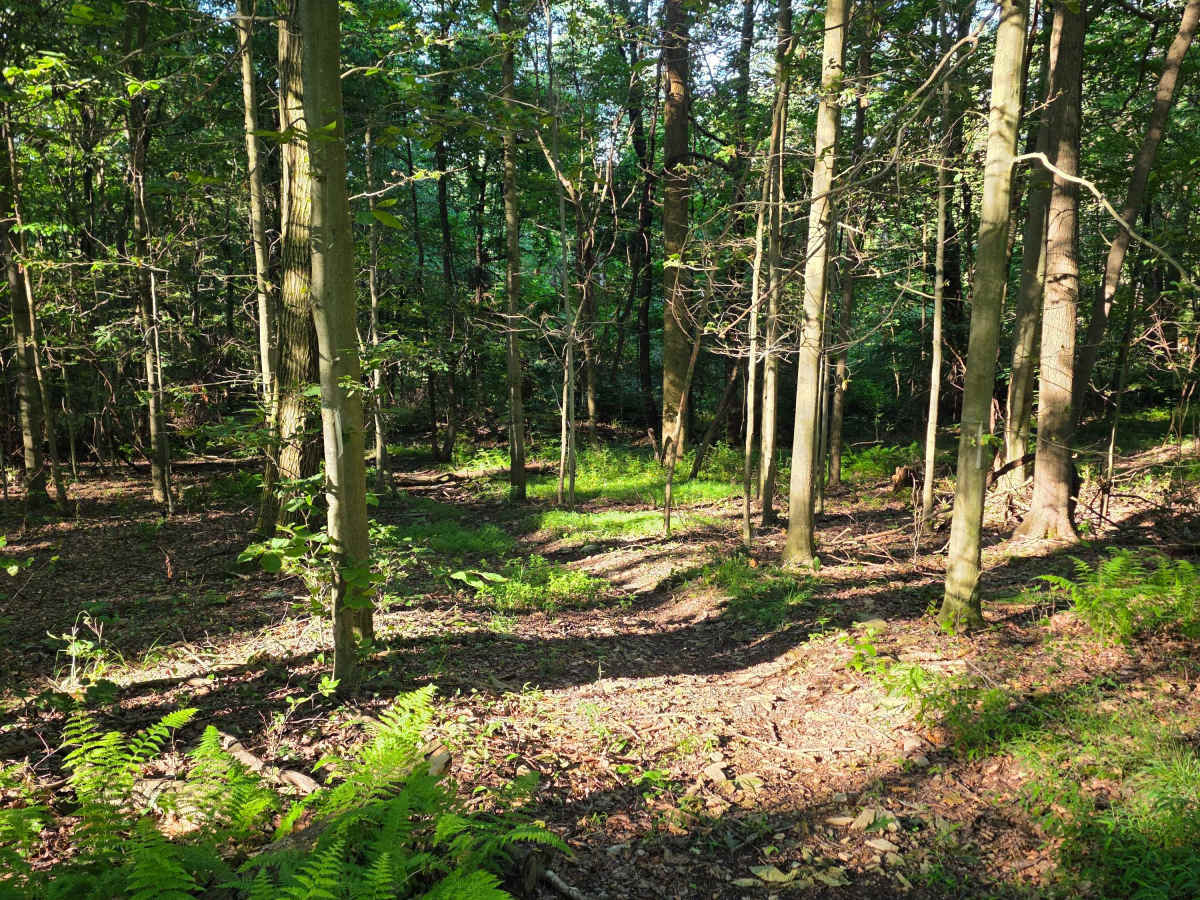 Single Track C2 photo 4