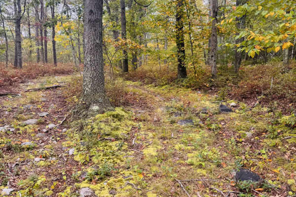 Vacant Lot Trail