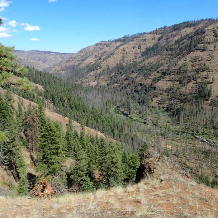 Near Grizzly Bear Trail #3103