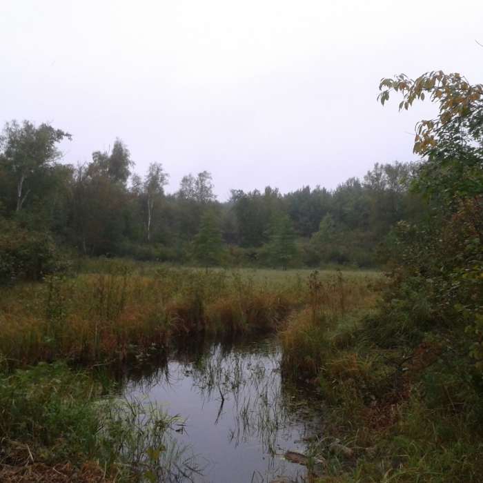 A beautiful wetland view Near Lakes Nelson & Twentyone Loops