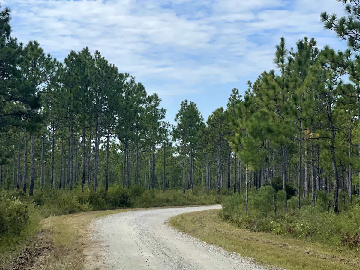 MST 14 trail photo