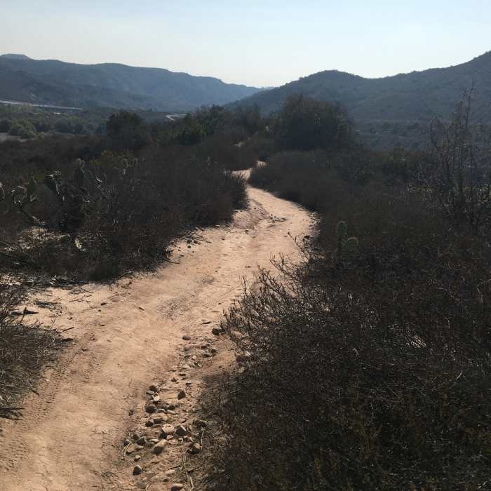 Nice singletrack going through lots of brush Near Camarillo Canyon Trail