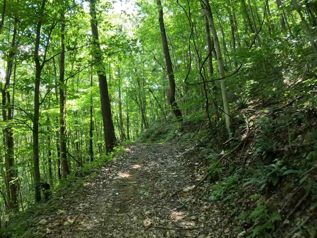Q73 trail photo