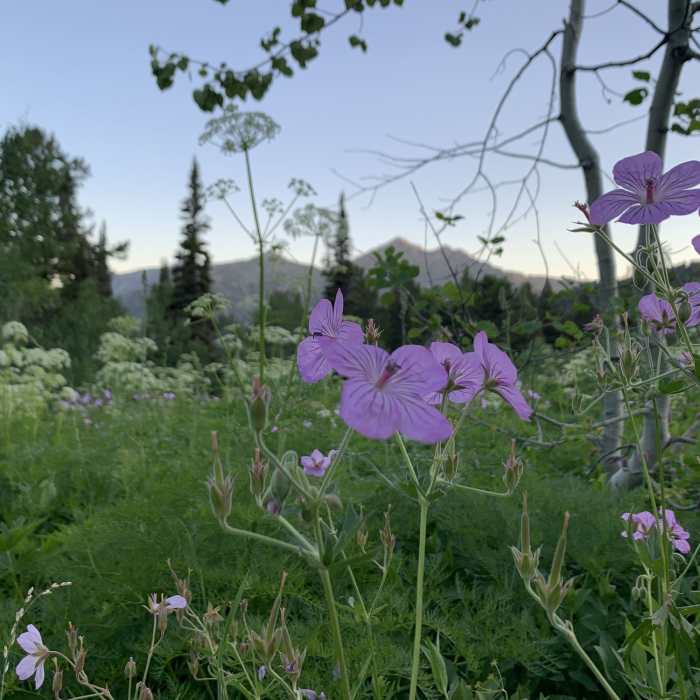 Near Quaker Flat Trail