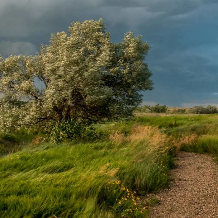 Near Trail of the Mourning Dove Near Trail of the Mourning Dove