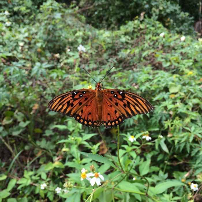 The trail is full of gorgeous butterflies! Near Reddie Point Preserve Route