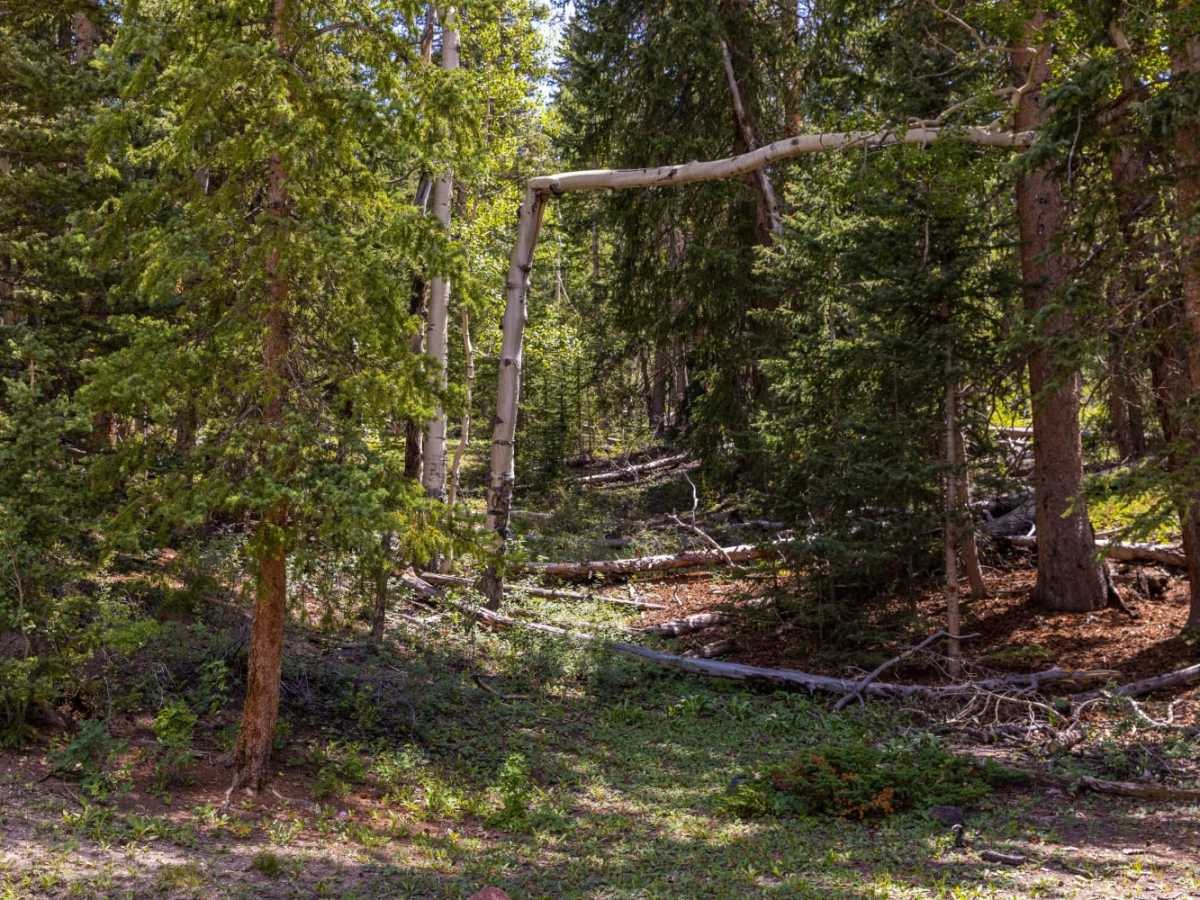 Blind Lake Trail photo 4