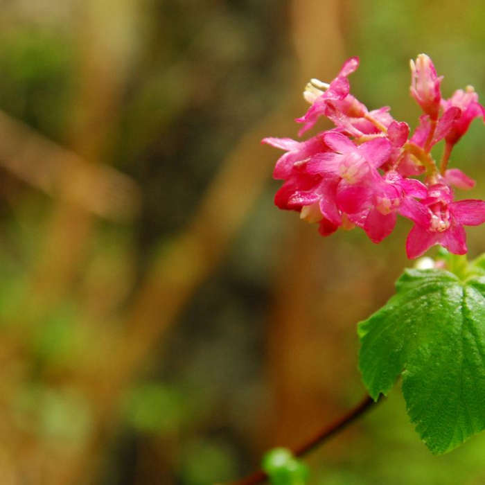 Near Saddle Mountain