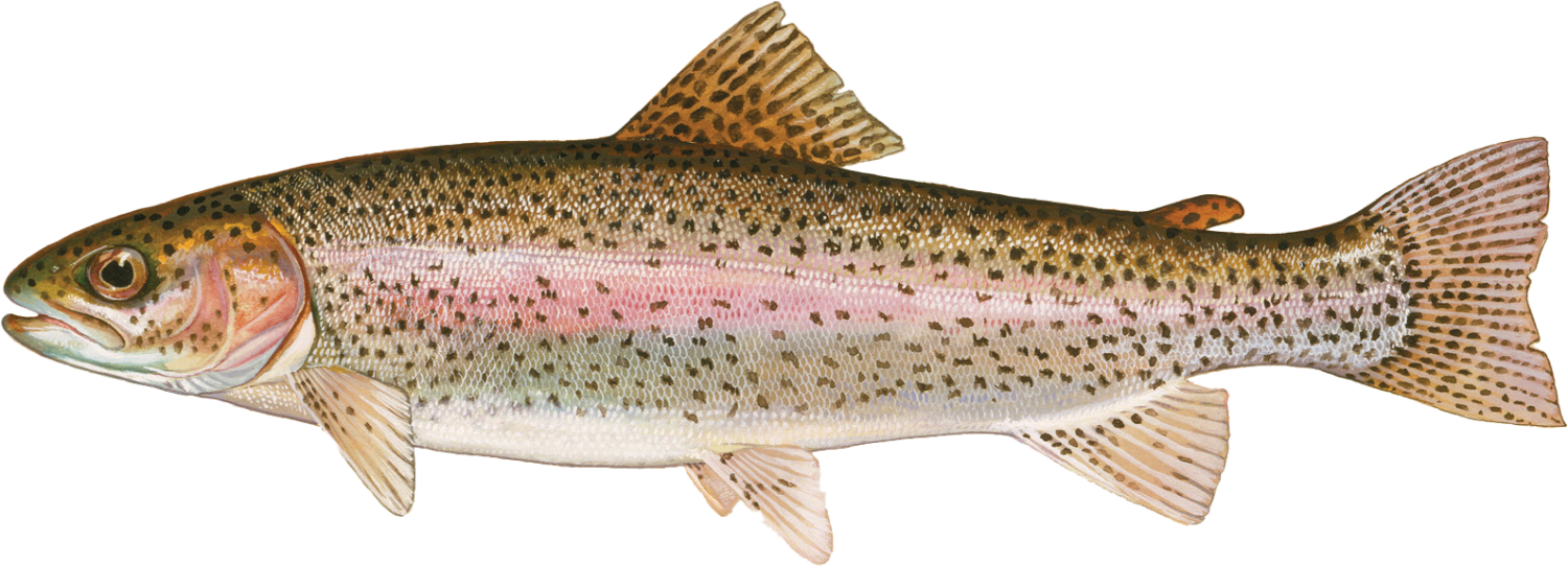 Rainbow trout