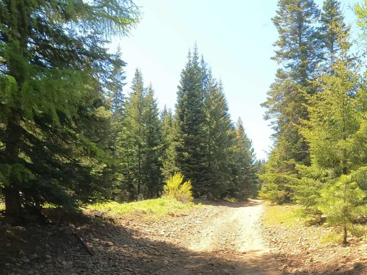 Barber Springs Road photo 5
