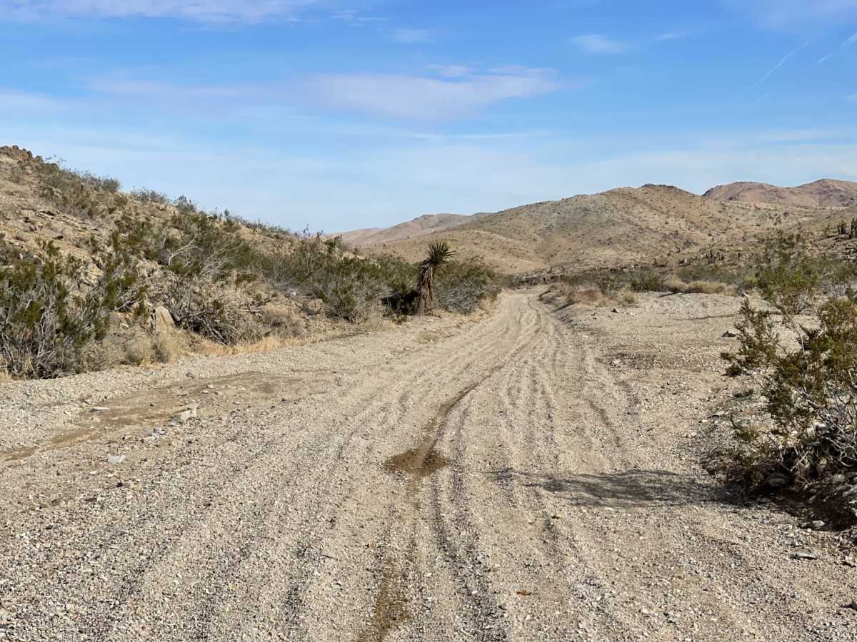 Oh Look, Joshua Trees photo 6