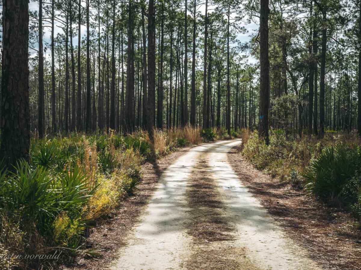 Bell's Cemetery Road - Jennings State Forest trail photo