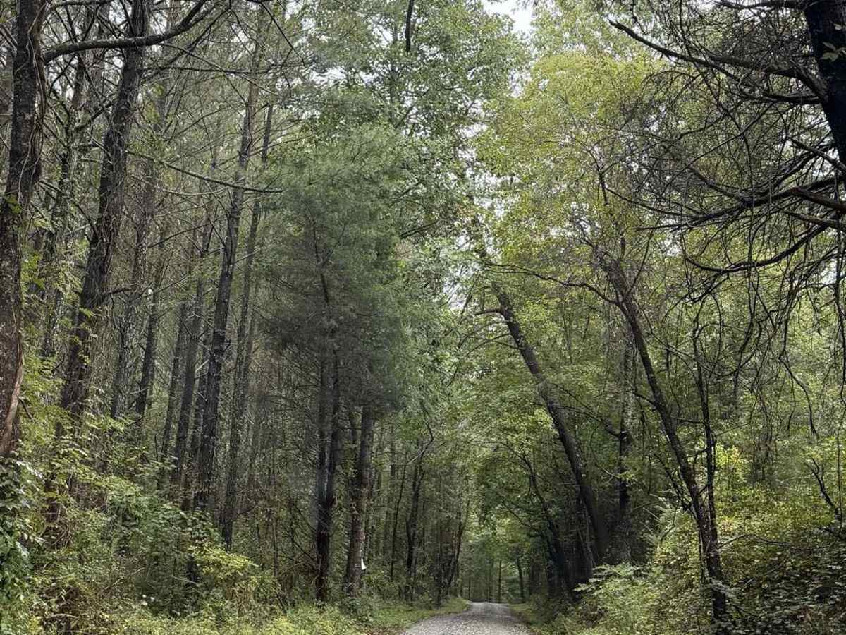 Pearcy Creek - FS 4101 photo 2