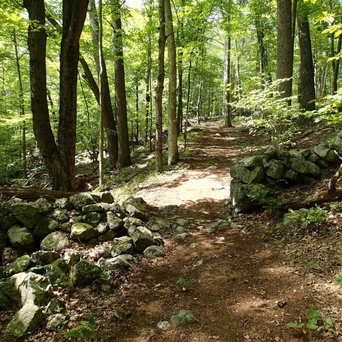 Near Hubbard Loop Trail