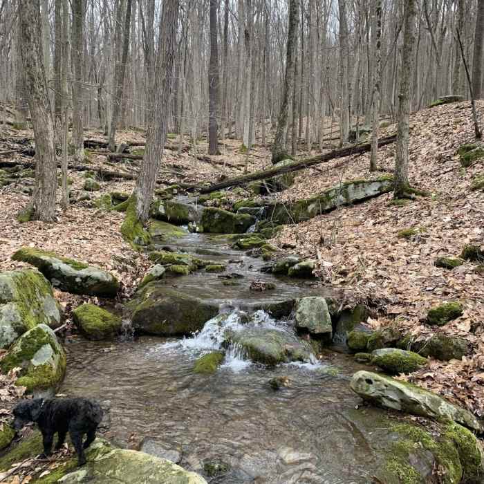 Near North Country Trail (Allegheny National Forest Section)