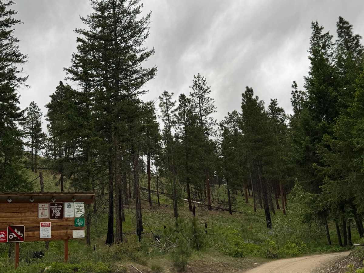 Cougar Lake Road trail photo
